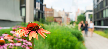 Blume auf einer Wiese in der Stadt