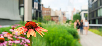 Blume auf einer Wiese in der Stadt
