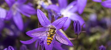 Schwebfliege sucht Nektar an einer Blüte