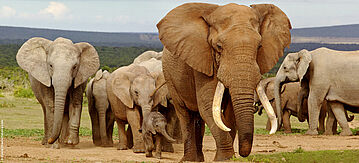 Herde afrikanischer Elefanten