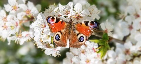 Roter Schmetterling auf den weißen Blüten eines Obstbaumes