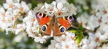 Roter Schmetterling auf den weißen Blüten eines Obstbaumes