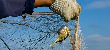 Fisch im Garnelenfischernetz gefangen