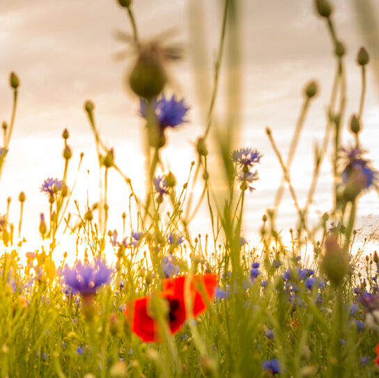 Aufgepfählter Trabant in Neuruppin