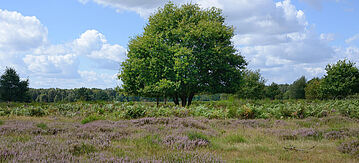 Naturbild Wahner Heide
