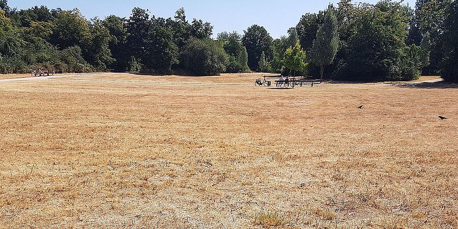 Verdorrtes Gras auf einer Wiese