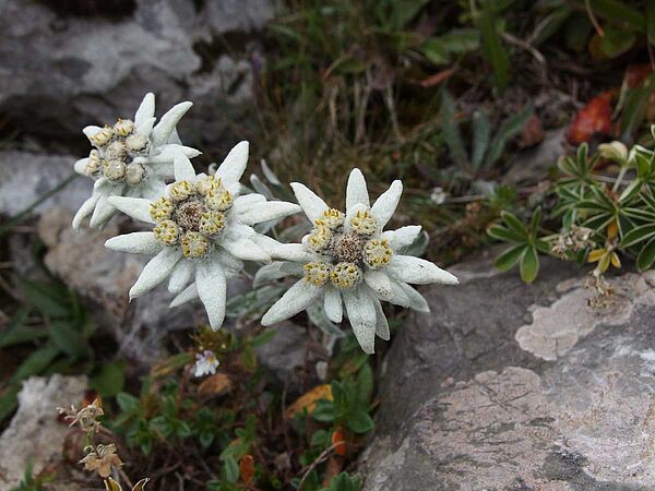 Alpenweiß-Blumen