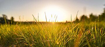 Wiese mit Sonnenaufgang