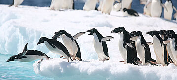 Adeliepinguine springen von einem Eisberg ins Meer