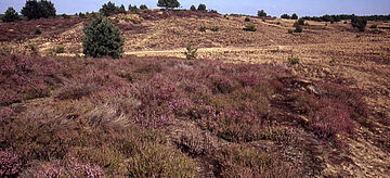 Binnendünen mit Calluna-Heide