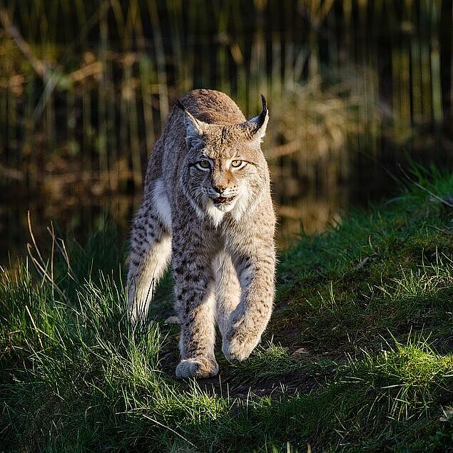 Ein Luchs in einem Wald