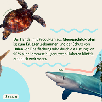 Bilder von einer Meeresschildkröte und einem Blauhai. Weitere Informationen siehe Bildunterschrift