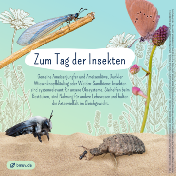 Zum Tag der Insekten: Gemeine Ameisenjungfer und Ameisenlöwe, Dunkler Wiesenknopfbläuling oder Weiden-Sandbiene. Weitere Informationen siehe Bildunterschrift