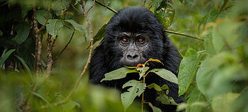 Berggorilla in der Wildnis