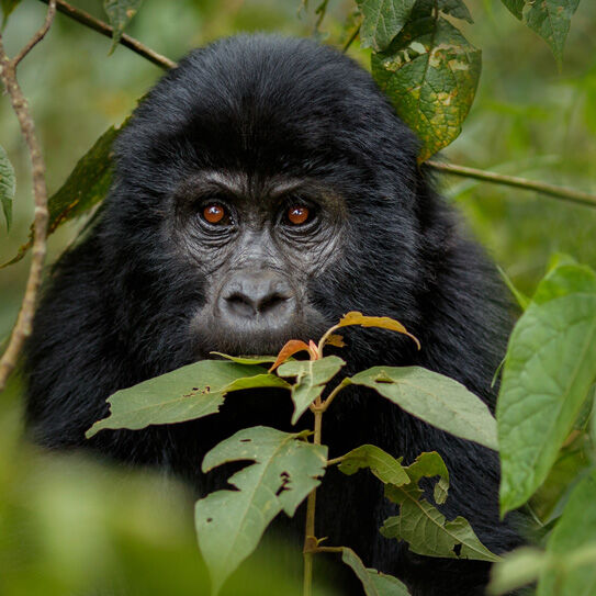 Berggorilla in der Wildnis