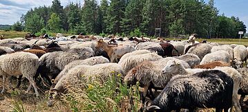 Schafe auf der Weide