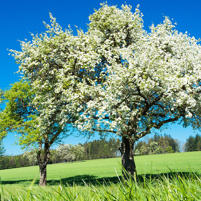Blühende Bäume stehen auf einer Wiese.