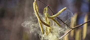 Zweig mit hängenden männlichen Blütenständen der Birke