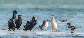Junger Kormoran im Wasser mit Artgenossen . Weitere Informationen siehe Bildunterschrift