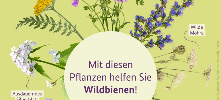 Mit diesen Pflanzen helfen Sie Wildbienen! Gold-Schafgarbe, Wiesen-Witwenblume, Gewöhnlicher Natternkopf, Wilde Möhre, Platterbsen, Echte Betonie, Glockenblumen, Ausdauerndes Silberblatt