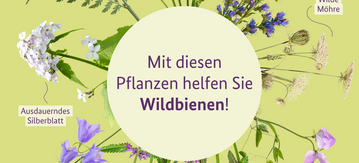 Mit diesen Pflanzen helfen Sie Wildbienen! Gold-Schafgarbe, Wiesen-Witwenblume, Gewöhnlicher Natternkopf, Wilde Möhre, Platterbsen, Echte Betonie, Glockenblumen, Ausdauerndes Silberblatt