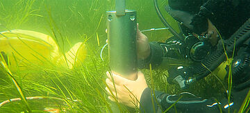 Seegras unter Wasser, Carbon-Core
