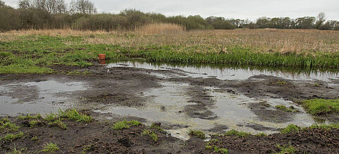 Landschaft einer wiedervernässten Moorfläche