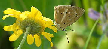 Schmetterling auf gelber Blume.