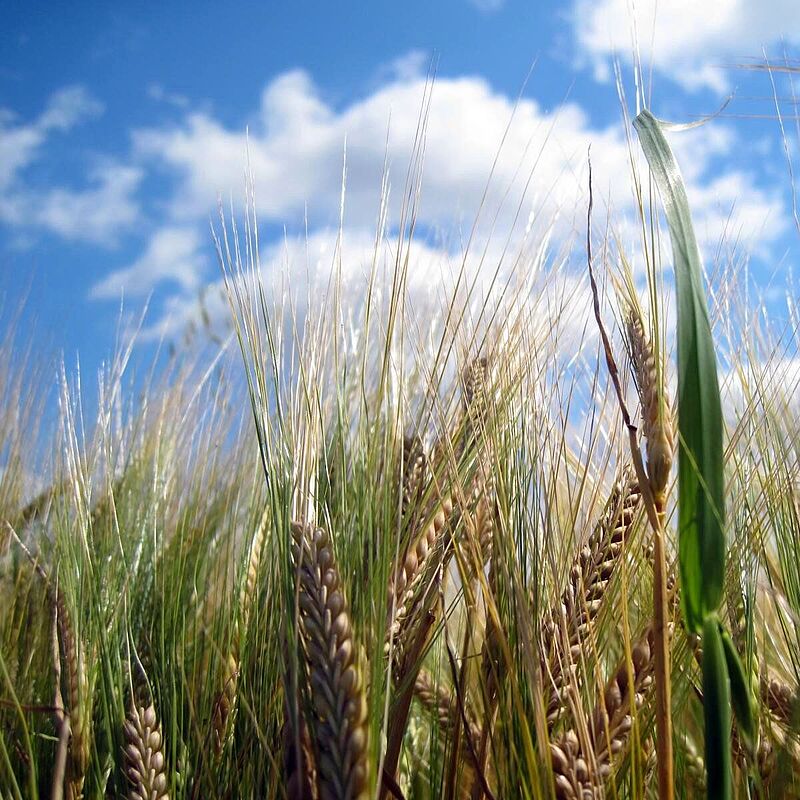 Getreidefeld vor leicht bewölktem Himmel