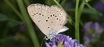 Heller Wiesenknopf-Ameisenbläuling