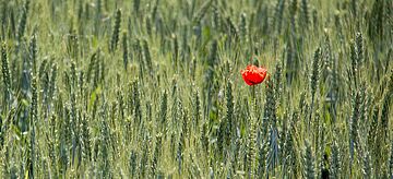 Mohnblume im Kornfeld
