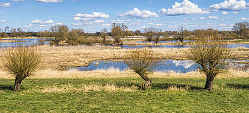 Auenlandschaft im unteren Sächsischen Elbtal bei Höhbeck