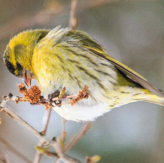 Gelber Vogel sitzt auf einem Ast und pickt Samen