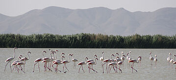 Flamingo - Red Book, Armenien