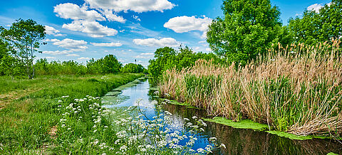 Flussevrlauf entlang einer Wiesenlandschaft im Sommer. 