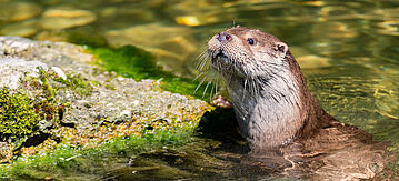 Fischotter auf der Suche nach Nahrung