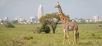 Giraffe Nairobi in Kenya
