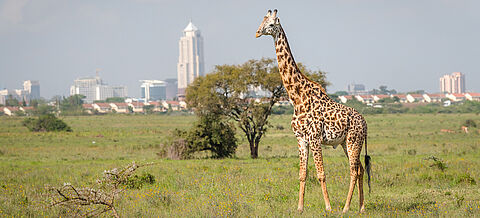 Giraffe Nairobi in Kenya