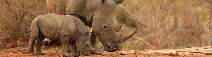 Rhinoceros in afrikanischer Savanne – Mutter mit Jungtier