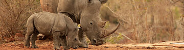 Rhinoceros in afrikanischer Savanne – Mutter mit Jungtier