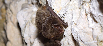 Mopsfledermaus (Barbastella barbastellus)
