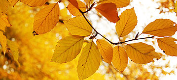 Herbstgelbe Buchenblätter gegen den weißen Himmel fotografiert.