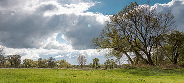 Naturlandschaft mit Bäume und Naturwiesen