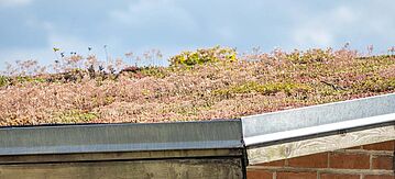 Flachdach mit dichter Bepflanzung