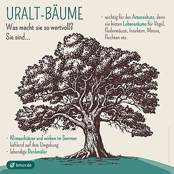 Uralt-Bäume Illustrierter Baum