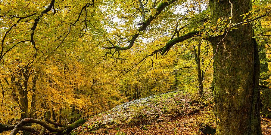 Urwald im Nationalpark Hunsrück-Hochwald