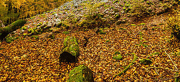 Waldboden 