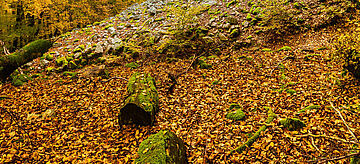 Waldboden