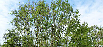 Eine von einem Pilz befallene Esche, die nur wenig Blätter trägt.