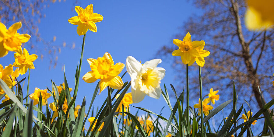 Narzissen